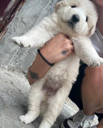 Cuccioli di pastore maremmano