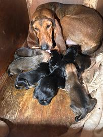 Cuccioli di Segugio Italiano