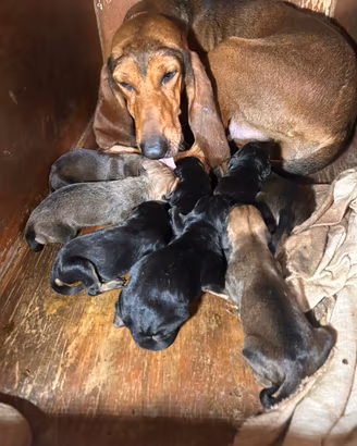 Cuccioli di Segugio Italiano