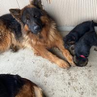 Cuccioli di PASTORE TEDESCO