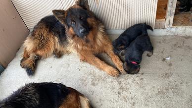 Cuccioli di PASTORE TEDESCO