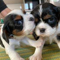 Cavalier king Charles Spaniel