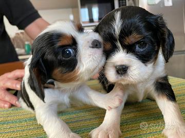 Cavalier king Charles Spaniel