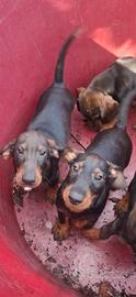 Cuccioli bassotto tedesco a pelo duro