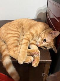 Gatto ben curato
