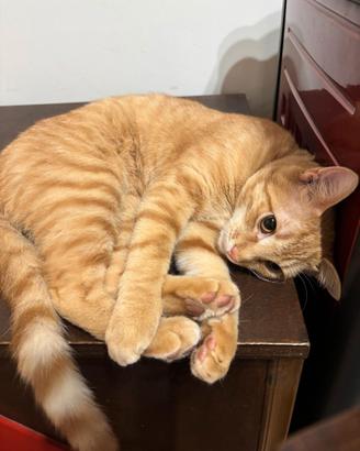 Gatto ben curato