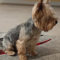York shire terrier Maschio per accoppiamento