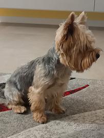 York shire terrier Maschio per accoppiamento