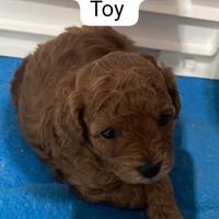 Disponibile barboncino Toy femmina