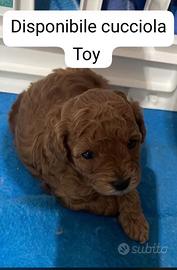 Disponibile barboncino Toy femmina