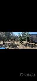 terreno con rustico 