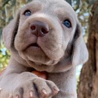 Cuccioli di Weimaraner