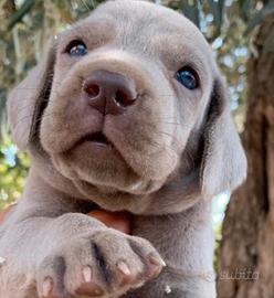Cuccioli di Weimaraner