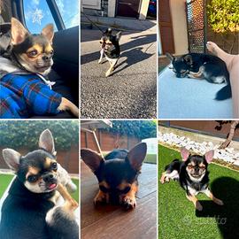 Stallone Chihuahua 2anni pelo corto nero per monte
