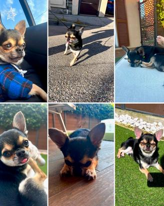 Stallone Chihuahua 2anni pelo corto nero per monte