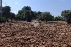 TER. AGRICOLO A CEGLIE MESSAPICA