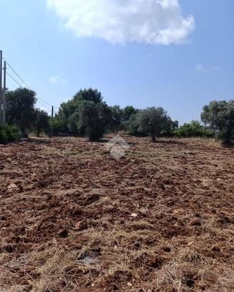 TER. AGRICOLO A CEGLIE MESSAPICA