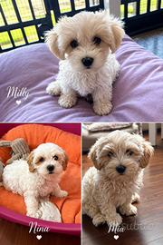 Cuccioli di maltipoo