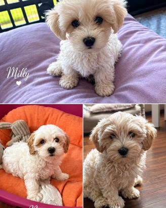 Cuccioli di maltipoo