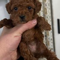 Cuccioli di barboncino Toy Red