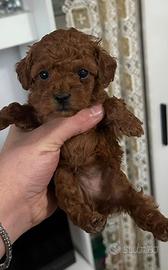 Cuccioli di barboncino Toy Red