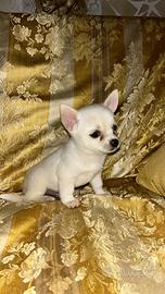 Pincher chihuahua maschio