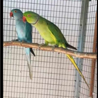 Coppia riproduttrice parrocchetti dal collare