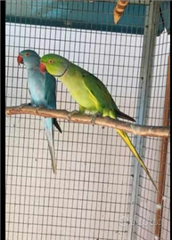 Coppia riproduttrice parrocchetti dal collare