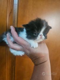 Gatto persiano ipertipico bicolor