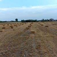 Paglia in ballette piccole