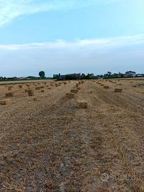 Paglia in ballette piccole