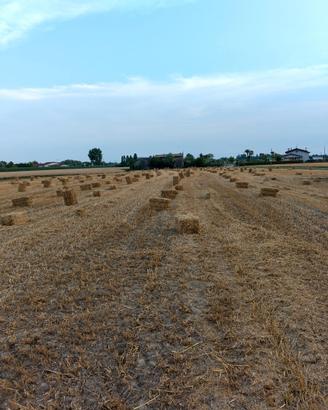 Paglia in ballette piccole