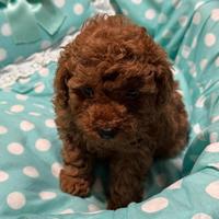 Cucciolo di barboncino Toy red pedigree ENCI