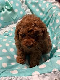 Cucciolo di barboncino Toy red pedigree ENCI