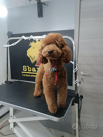 Barboncino per accoppiamento