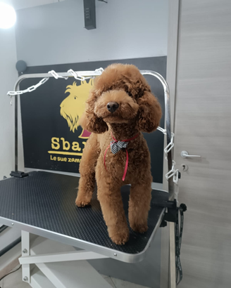 Barboncino per accoppiamento