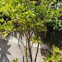 vaso di terracotta con pianta di  pitosforo