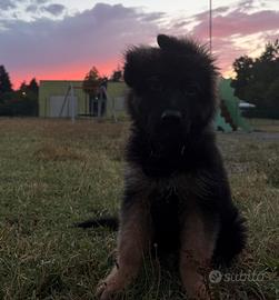 Cucciolo Pastore Tedesco con Pedigree