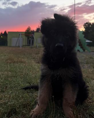 Cucciolo Pastore Tedesco con Pedigree