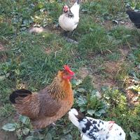 Galline americane e galli