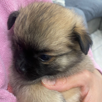 Spitz tedesco Pomerania