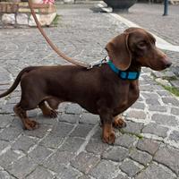 Accoppiamento bassotto tedesco