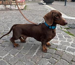 Accoppiamento bassotto tedesco