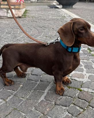Accoppiamento bassotto tedesco