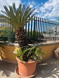 Cycas Revoluta grande con tronco sviluppato + vaso