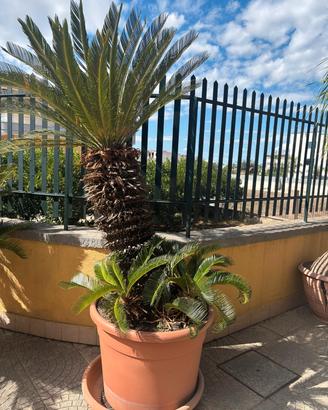 Cycas Revoluta grande con tronco sviluppato + vaso