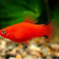 Vendita Platy