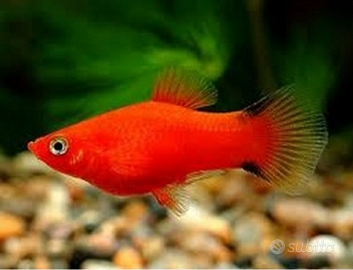 Vendita Platy
