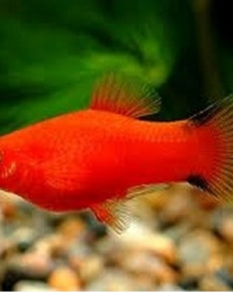 Vendita Platy