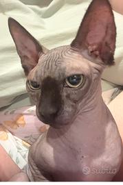 Gattina sphynx